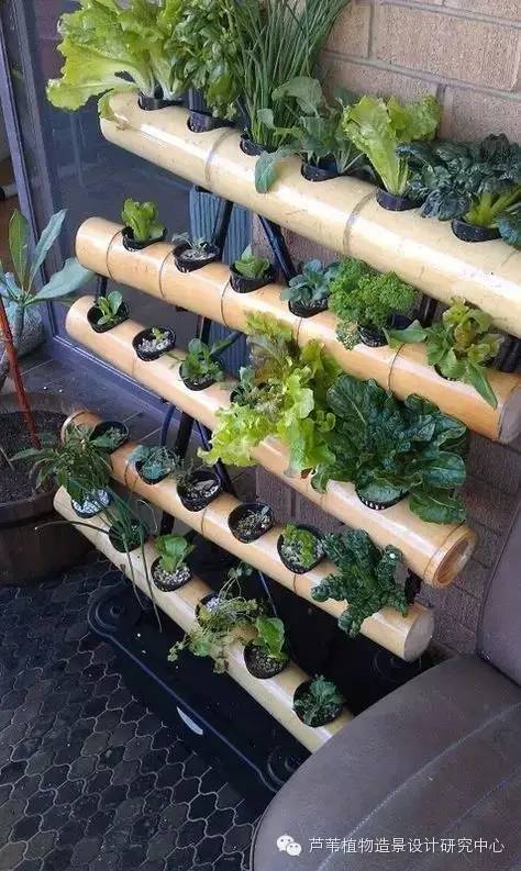 小小毛竹的园林应用