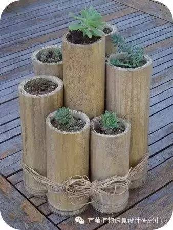 小小毛竹的园林应用