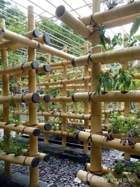 小小毛竹的园林应用