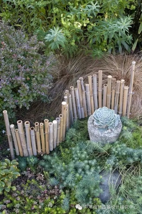 小小毛竹的园林应用