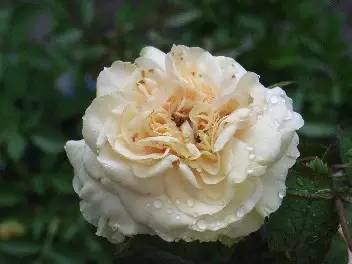 梅雨季的病虫害防治？一看就懂！