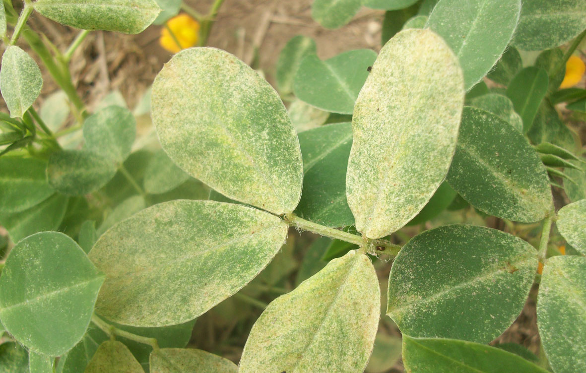 梅雨季的病虫害防治？一看就懂！