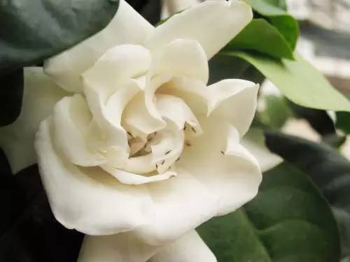 梅雨季的病虫害防治？一看就懂！