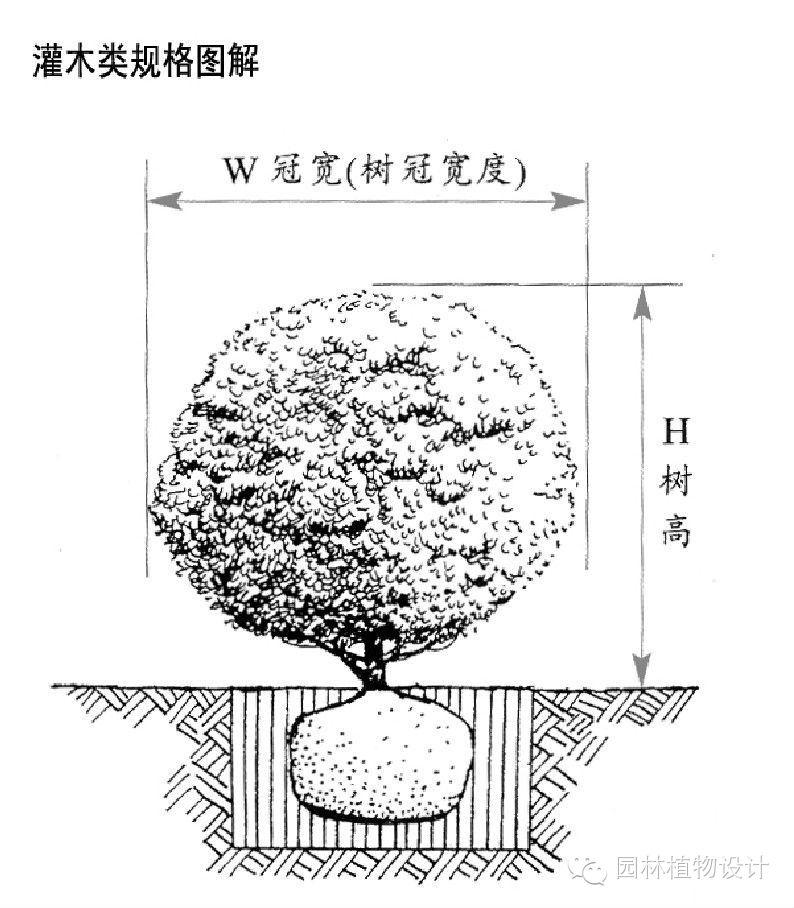 图解园林植物规格