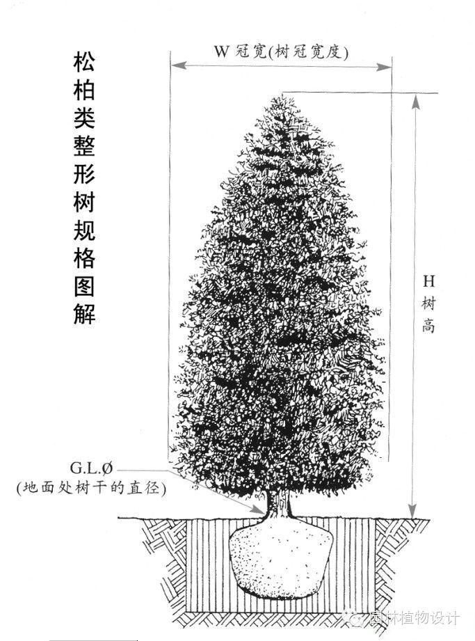 图解园林植物规格