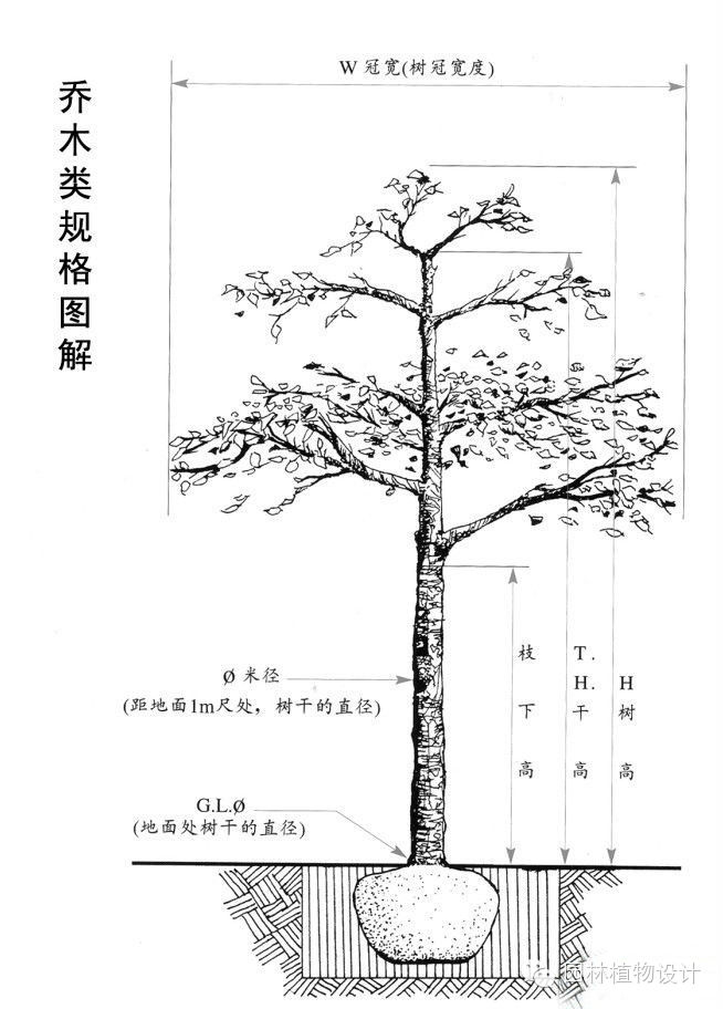 图解园林植物规格