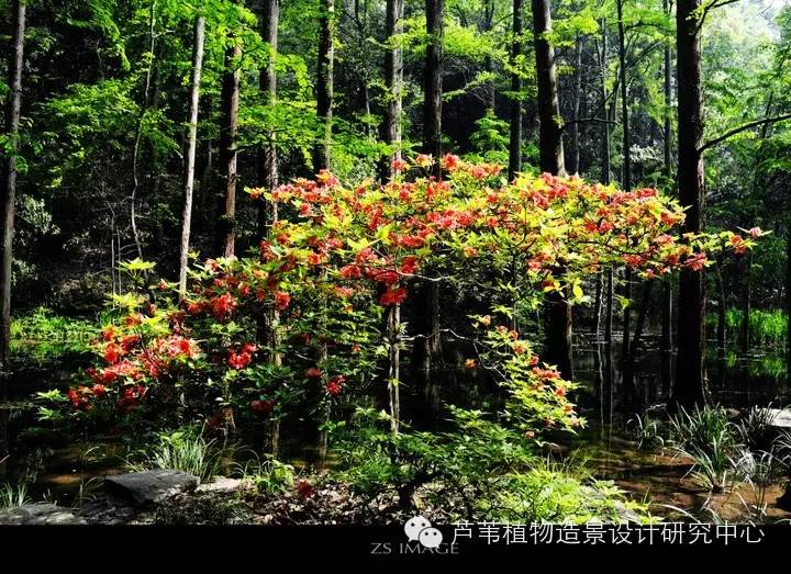 寺庙园林景观的植物配置心法