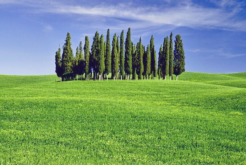 采购与种植绿化苗木注意事项大全（供参考）