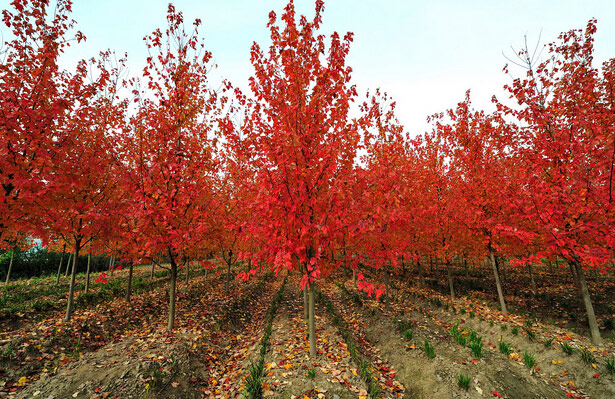 采购与种植绿化苗木注意事项大全（供参考）