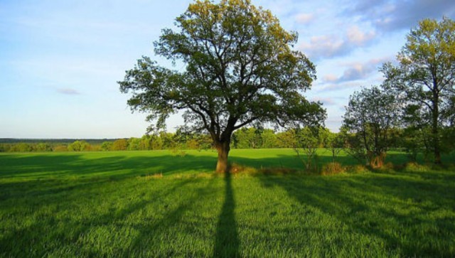 采购与种植绿化苗木注意事项大全（供参考）