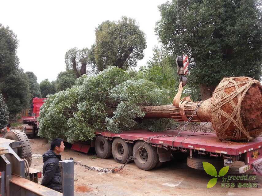 采购与种植绿化苗木注意事项大全（供参考）