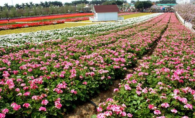 采购与种植绿化苗木注意事项大全（供参考）