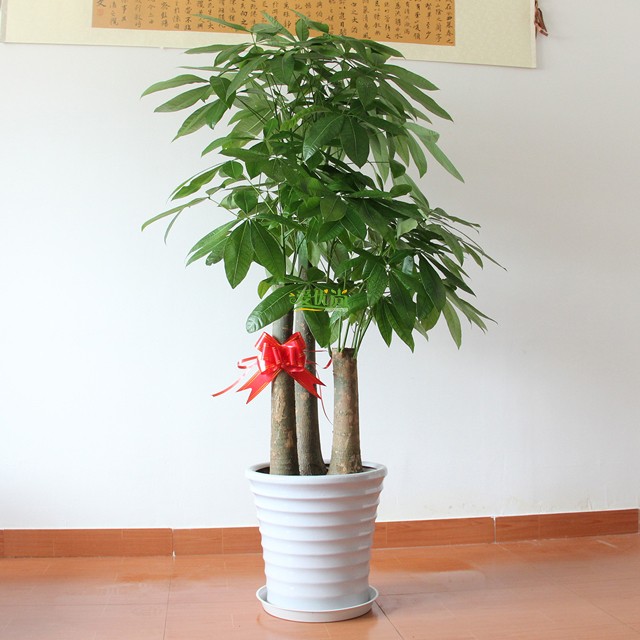 如何才能养好你的发财树