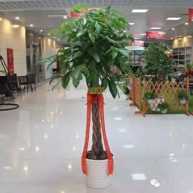 如何才能养好你的发财树