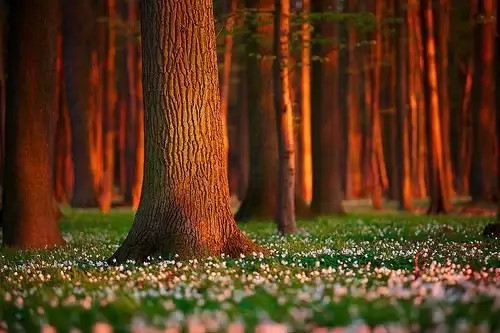 绿化施工中苗木种植技术要求(汇总篇）