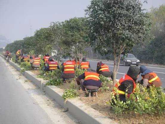 绿化施工中苗木种植技术要求(汇总篇）