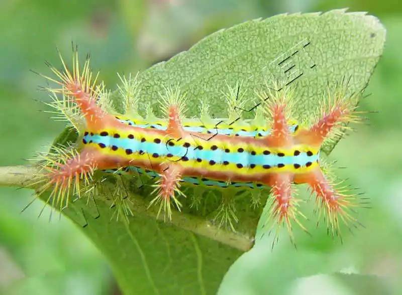 20种苗木病虫害防治