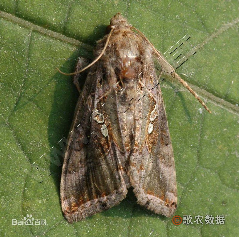 20种苗木病虫害防治