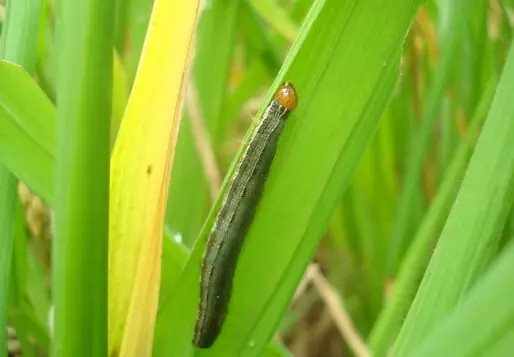 20种苗木病虫害防治