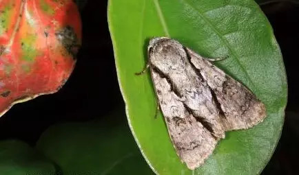 20种苗木病虫害防治