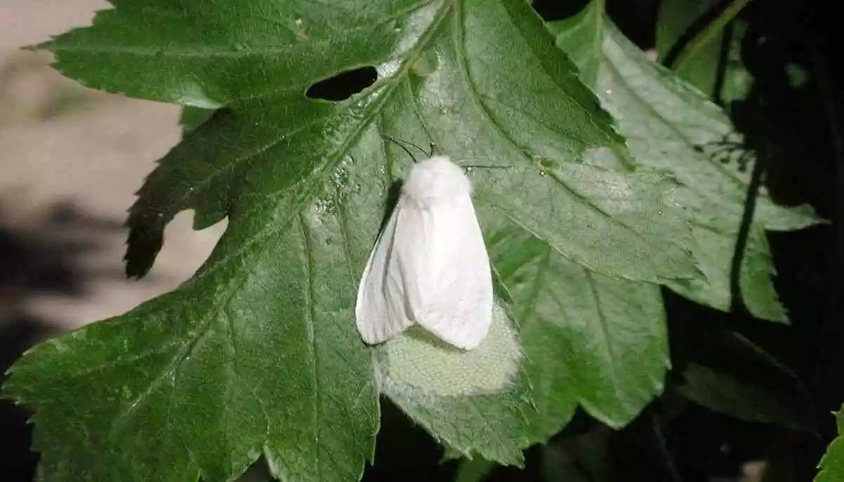 20种苗木病虫害防治