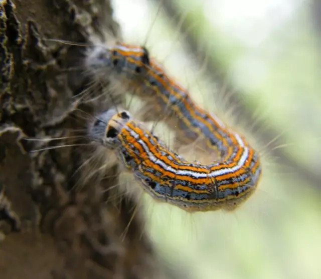 20种苗木病虫害防治