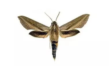 20种苗木病虫害防治