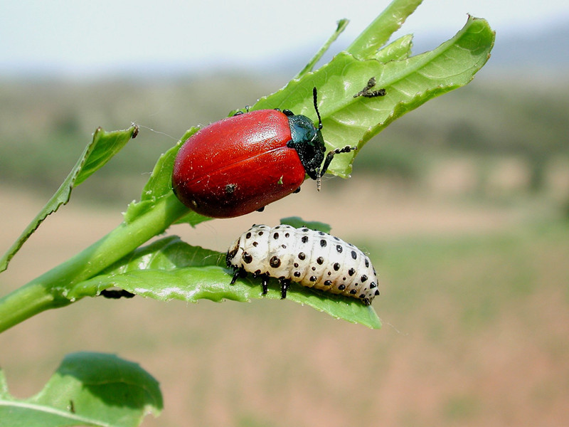 20种苗木病虫害防治