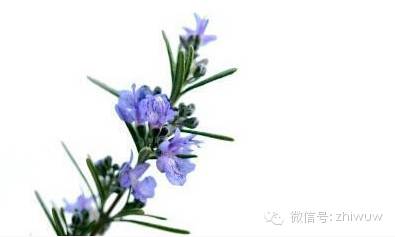蓝紫色系的34种高贵典雅植物
