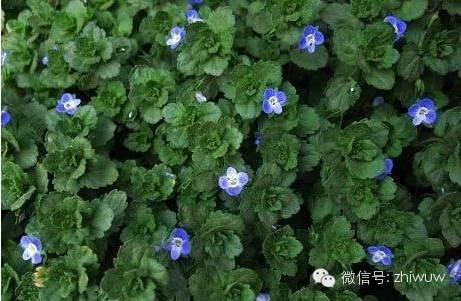 蓝紫色系的34种高贵典雅植物