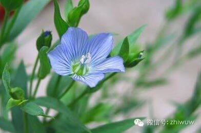 蓝紫色系的34种高贵典雅植物