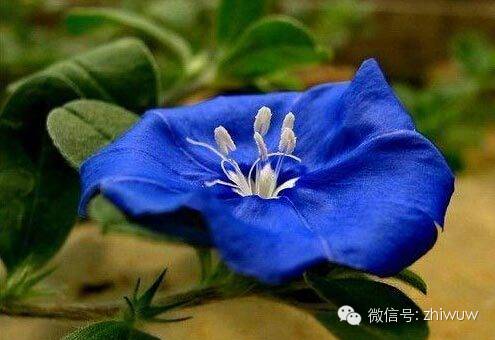 蓝紫色系的34种高贵典雅植物