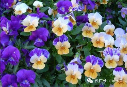 蓝紫色系的34种高贵典雅植物