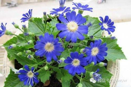 蓝紫色系的34种高贵典雅植物