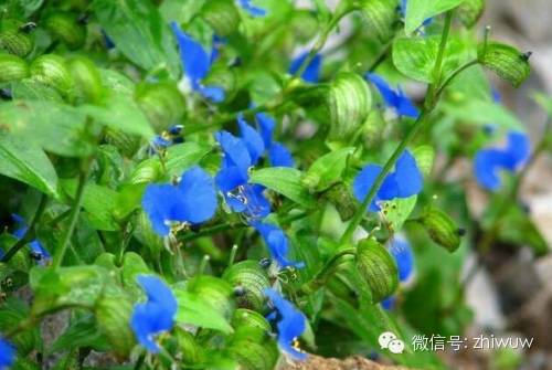 蓝紫色系的34种高贵典雅植物