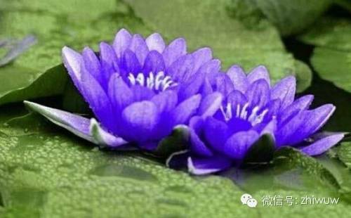 蓝紫色系的34种高贵典雅植物