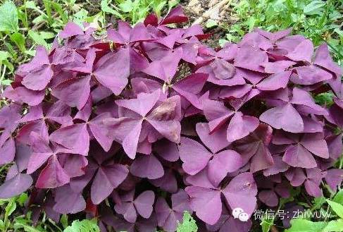 蓝紫色系的34种高贵典雅植物