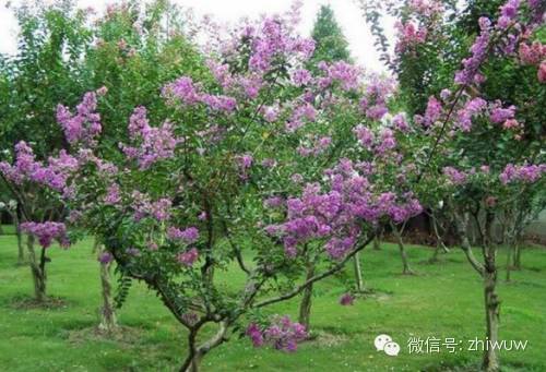 蓝紫色系的34种高贵典雅植物