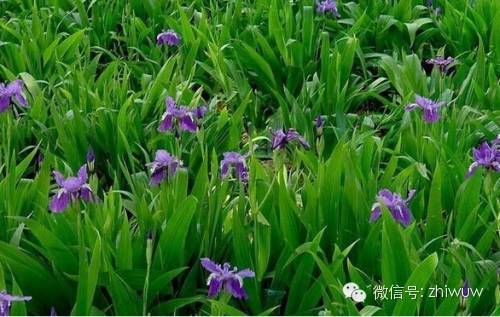 蓝紫色系的34种高贵典雅植物