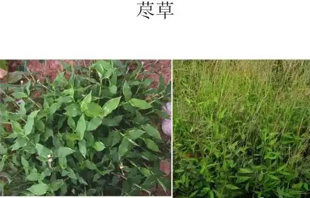 路边的野草，你认识几种？