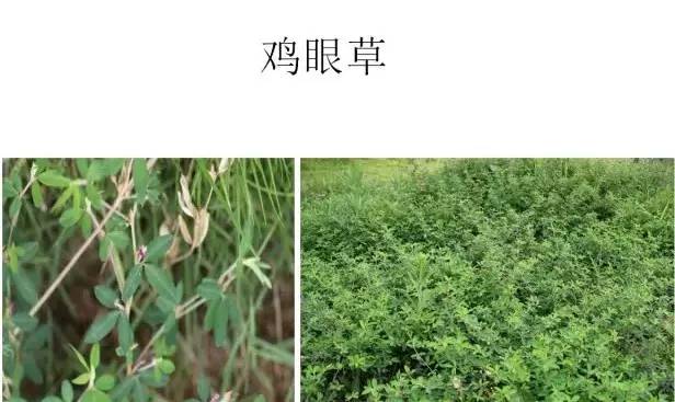 路边的野草，你认识几种？