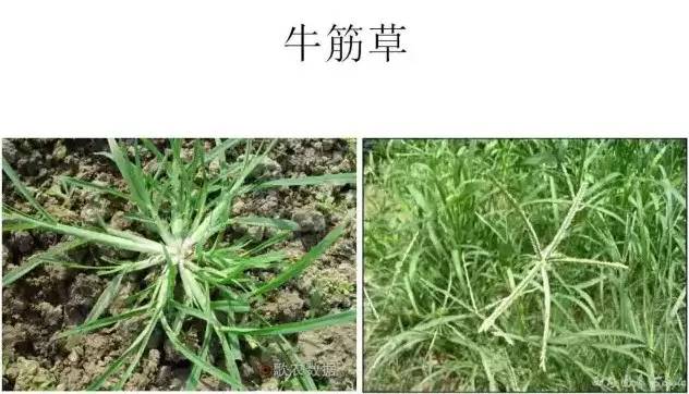 路边的野草，你认识几种？