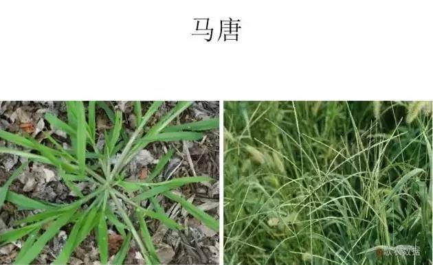 路边的野草，你认识几种？