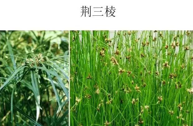 路边的野草，你认识几种？