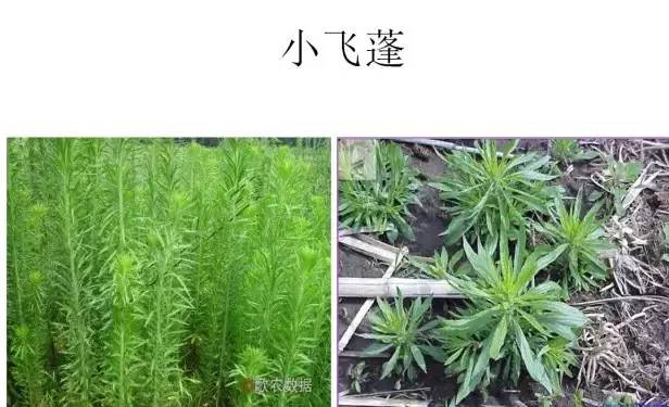 路边的野草，你认识几种？