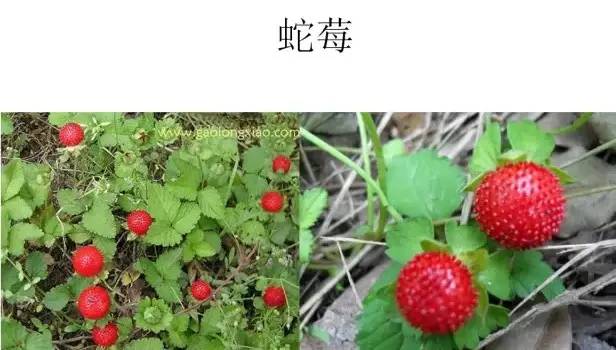 路边的野草，你认识几种？