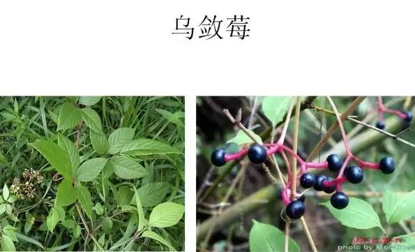 路边的野草，你认识几种？