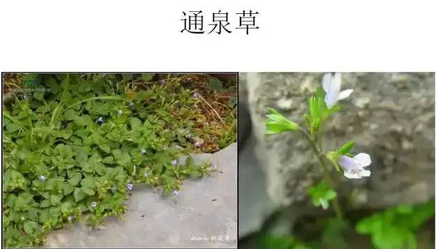 路边的野草，你认识几种？