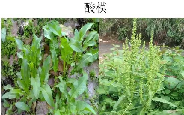 路边的野草，你认识几种？