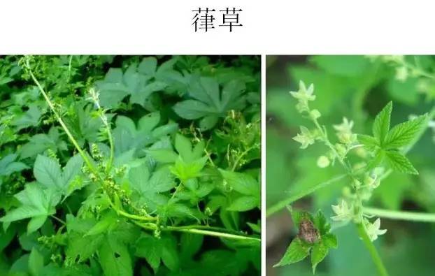 路边的野草，你认识几种？